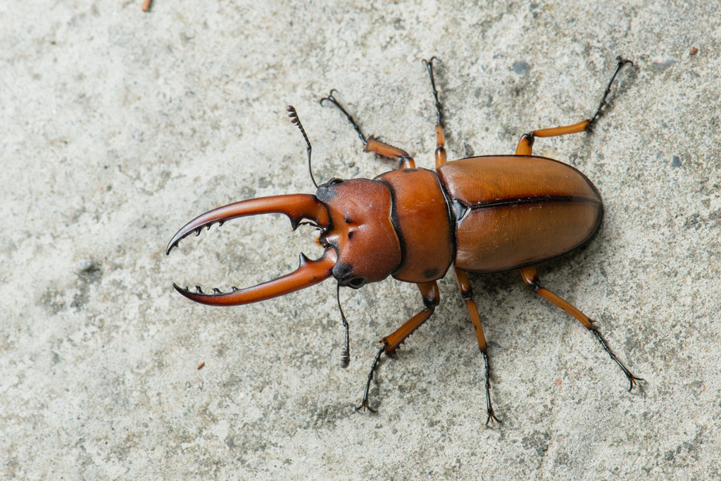 Common Red Stag Beetle (世界犀金龟和锹形虫) · iNaturalist