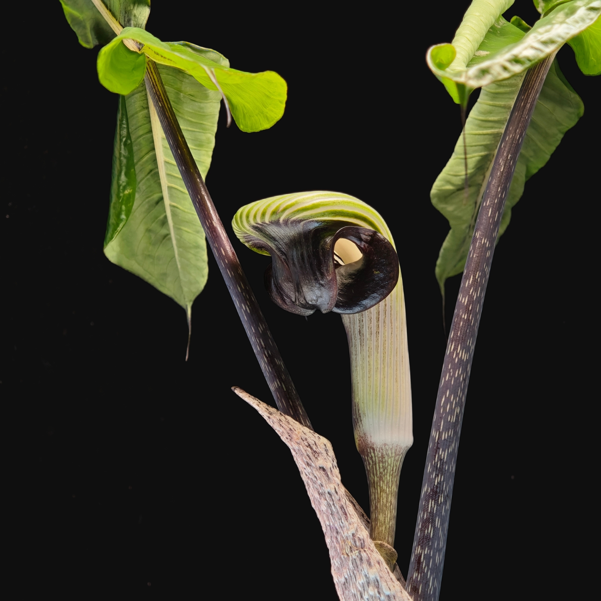 Japanese cobra lily (Arisaema ringens) · iNaturalist