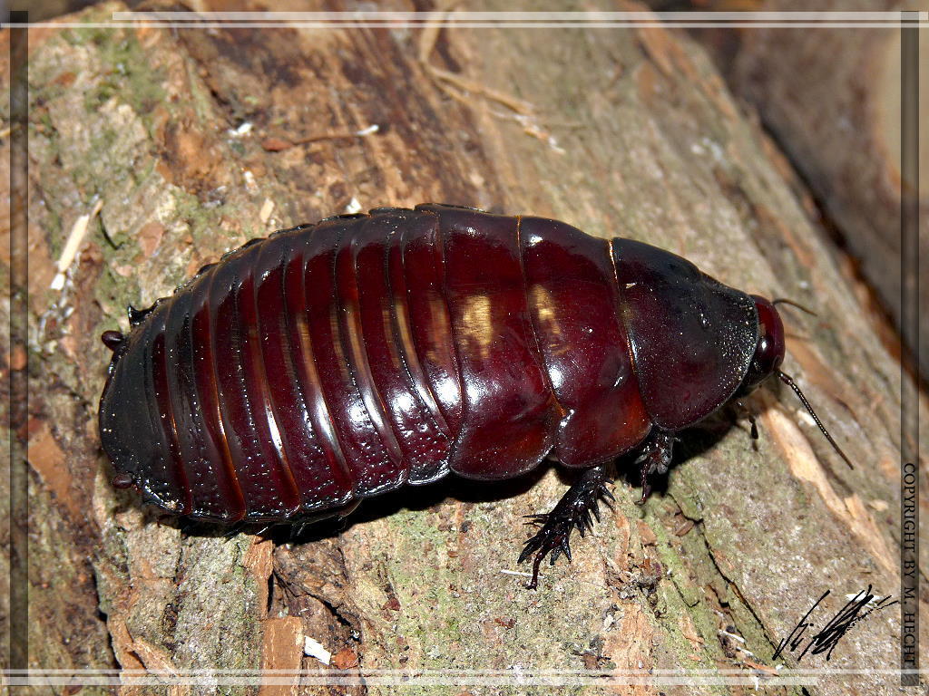 Giant Burrowing Cockroach (Macropanesthia rhinoceros) · iNaturalist