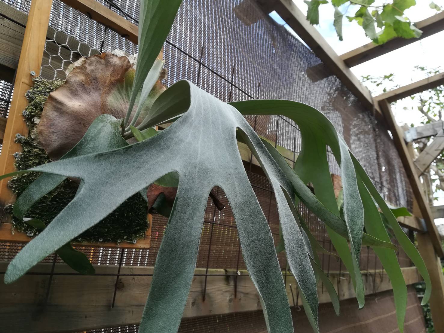 P.Pegasusの胞子葉が白くて美しい。≪ビカクシダ×7か月目