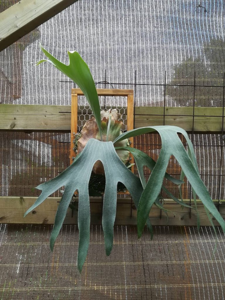 P.Pegasusの胞子葉が白くて美しい。≪ビカクシダ×7か月目×子株大発生中≫