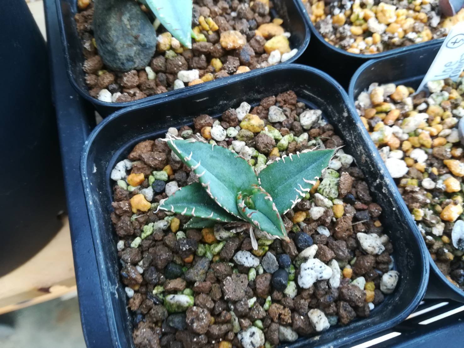 実生アガベのホリダ1年目。≪horrida ssp.horrida×実生の植え替え