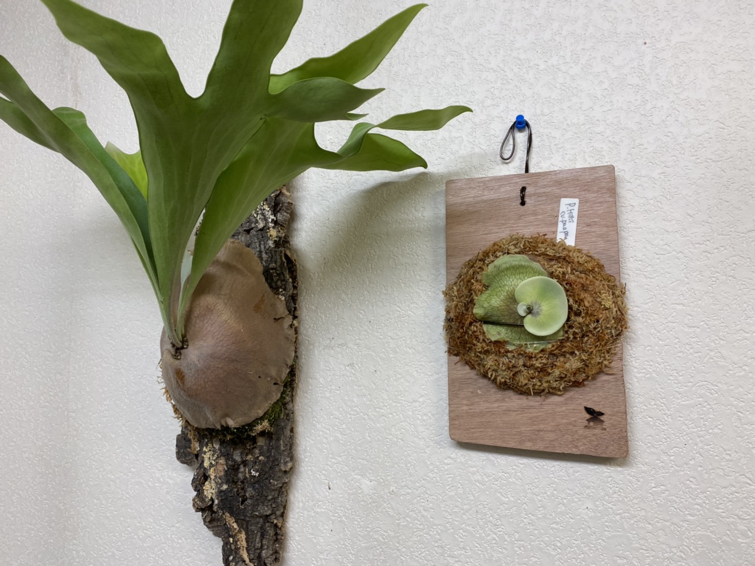 ビカクシダの株分けと板付。