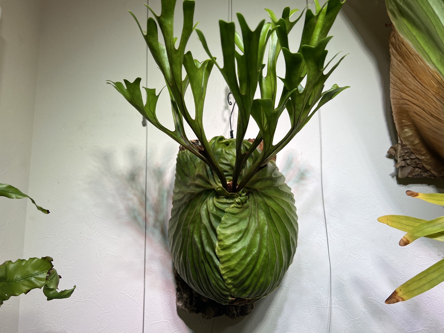 板替えしない】P.ridleyiの5年後。