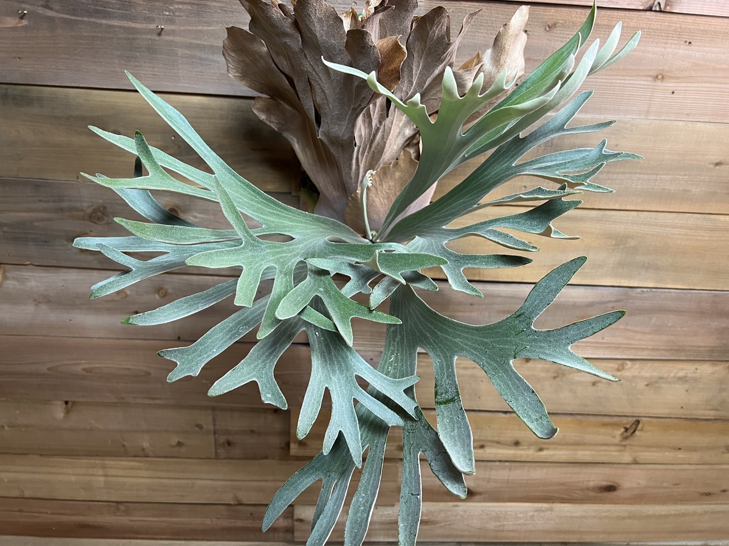 P.Pegasusというかっこよすぎビカクシダ。