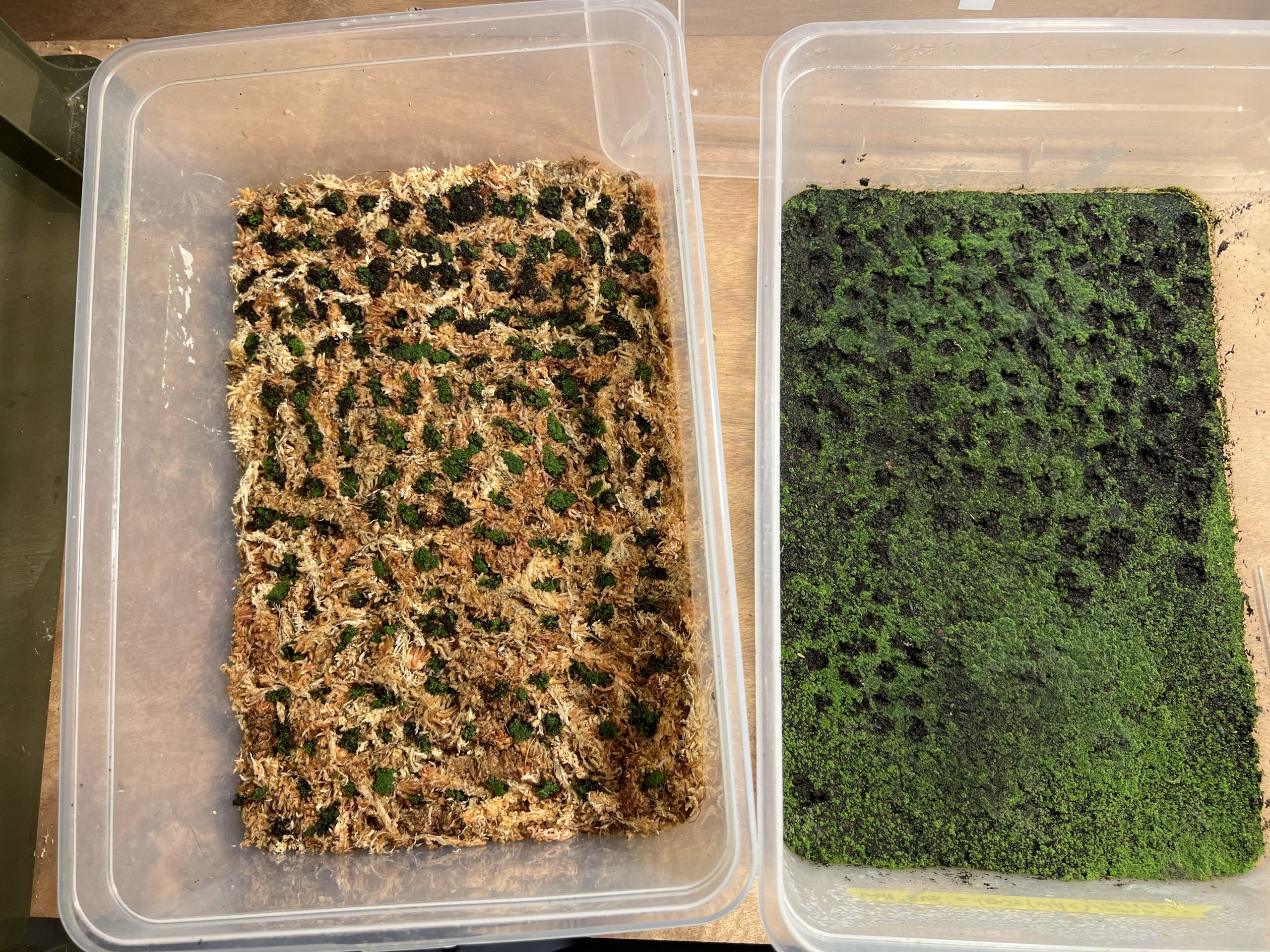 胞子培養】水苔に前葉体を並べる作業。