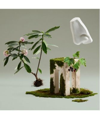 ペンハリガン（PENHALIGONS） ダフネ ブーケ オードパルファム 通販