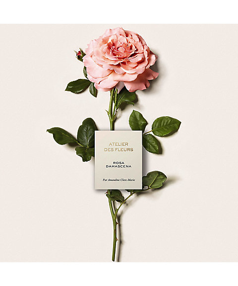 Chloé（Chloé） クロエ アトリエ デ フルール ロサ ダマスケナ