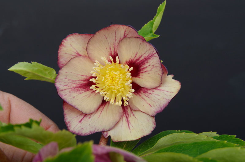 2019年2月1日 クリスマスローズ販売ゴールド系交配入荷。その2。 野田