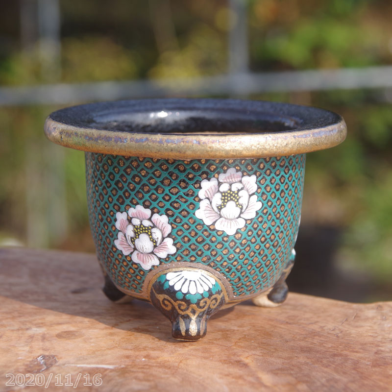 山野草の石田精華園 / 楽鉢