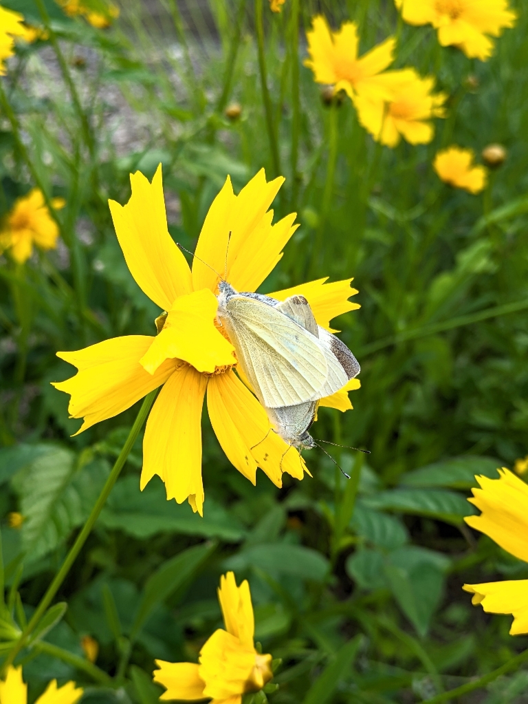 紋白蝶 | いろどり訪問介護