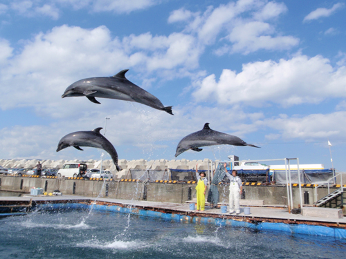 伊東観光】伊東でイルカと触れ合おう！「ドルフィンファンタジー」｜道