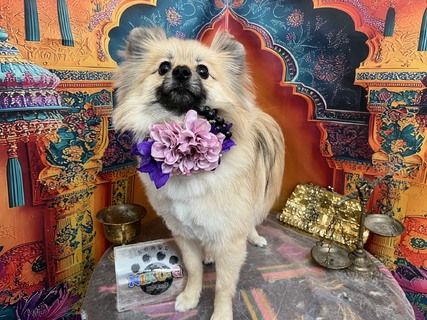 ポメラニアンのうるちゃん	｜北海道北見市のトリミングサロン