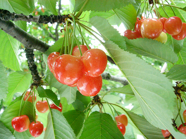 さくらんぼ | JAグループ新潟