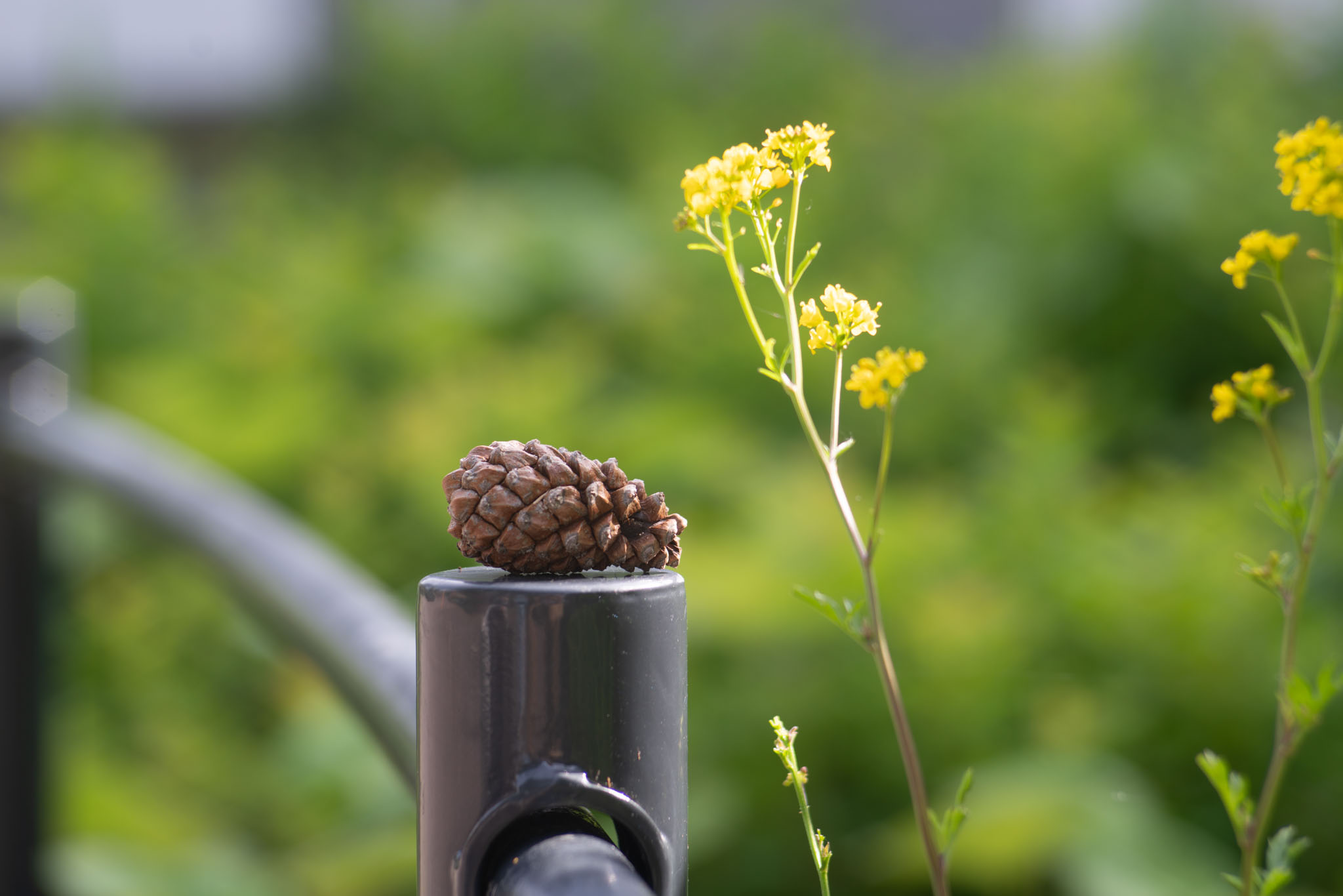 Walk-around: Pentacon auto 100 mm f/2.8 – JAPB