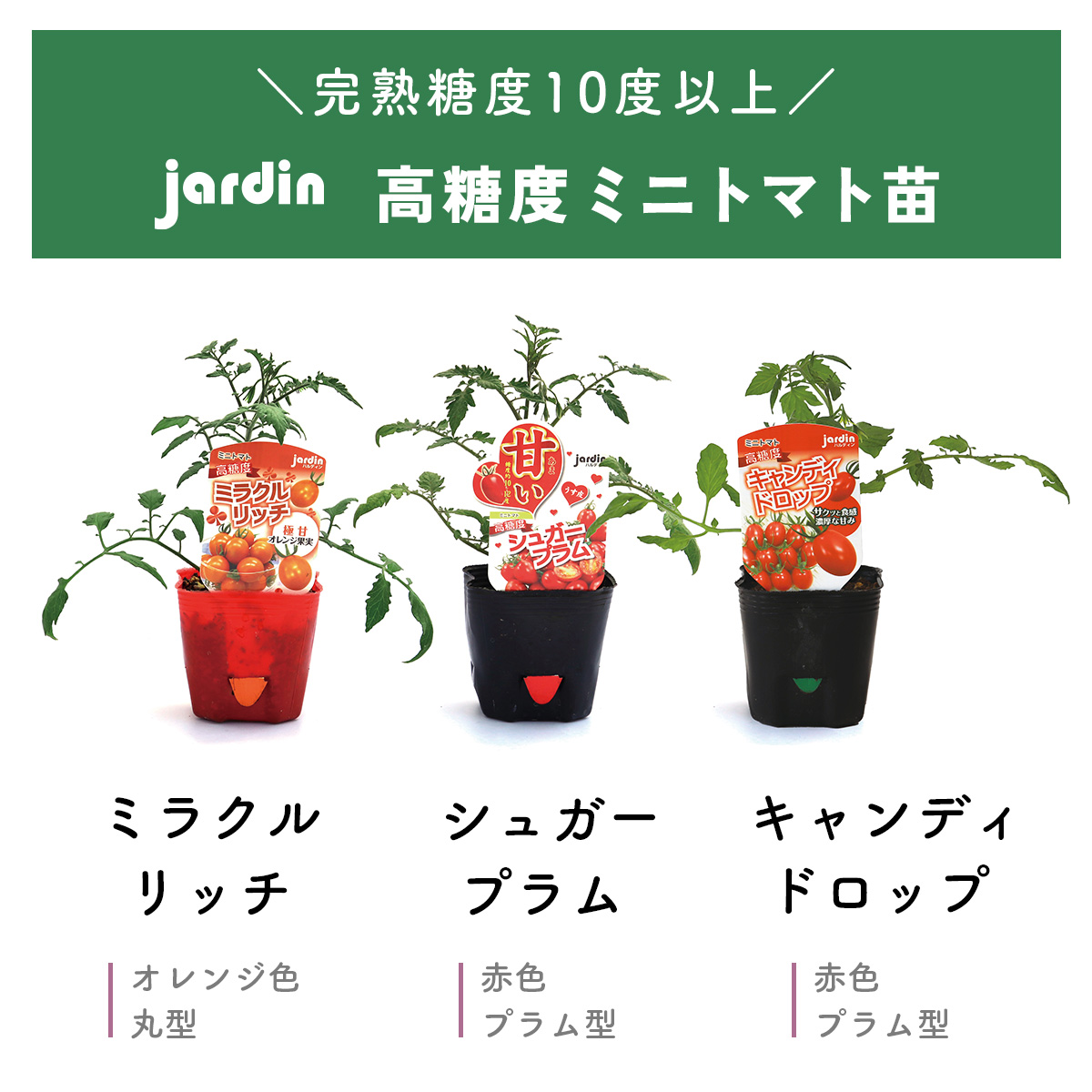 糖度10度以上！Jardin(ハルディン)の選べる高糖度ミニトマト苗(6ポット