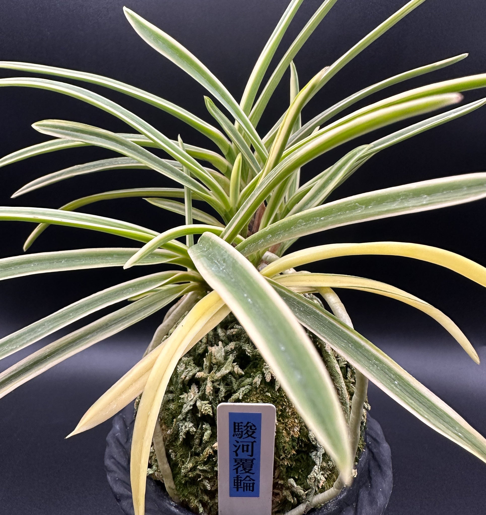 富貴蘭 変化を楽しむ | 駿河覆輪『葉の縁に白柄の覆輪が美しい