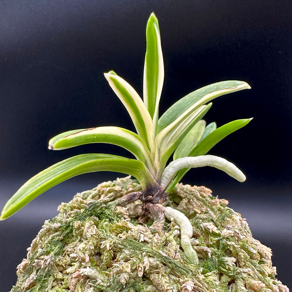 宝石のような観葉植物のお店 【Jewelry Plant】 富貴蘭 朱天王白縞