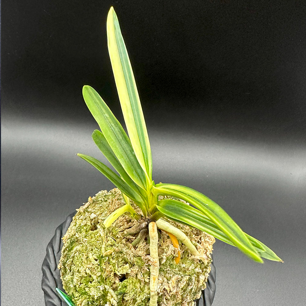 宝石のような観葉植物のお店 【Jewelry Plant】 富貴蘭 白牡丹 は