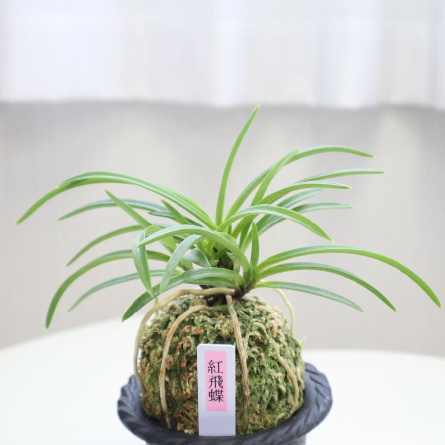 宝石のような観葉植物のお店 【Jewelry Plant】 富貴蘭 紅飛蝶 べにひ