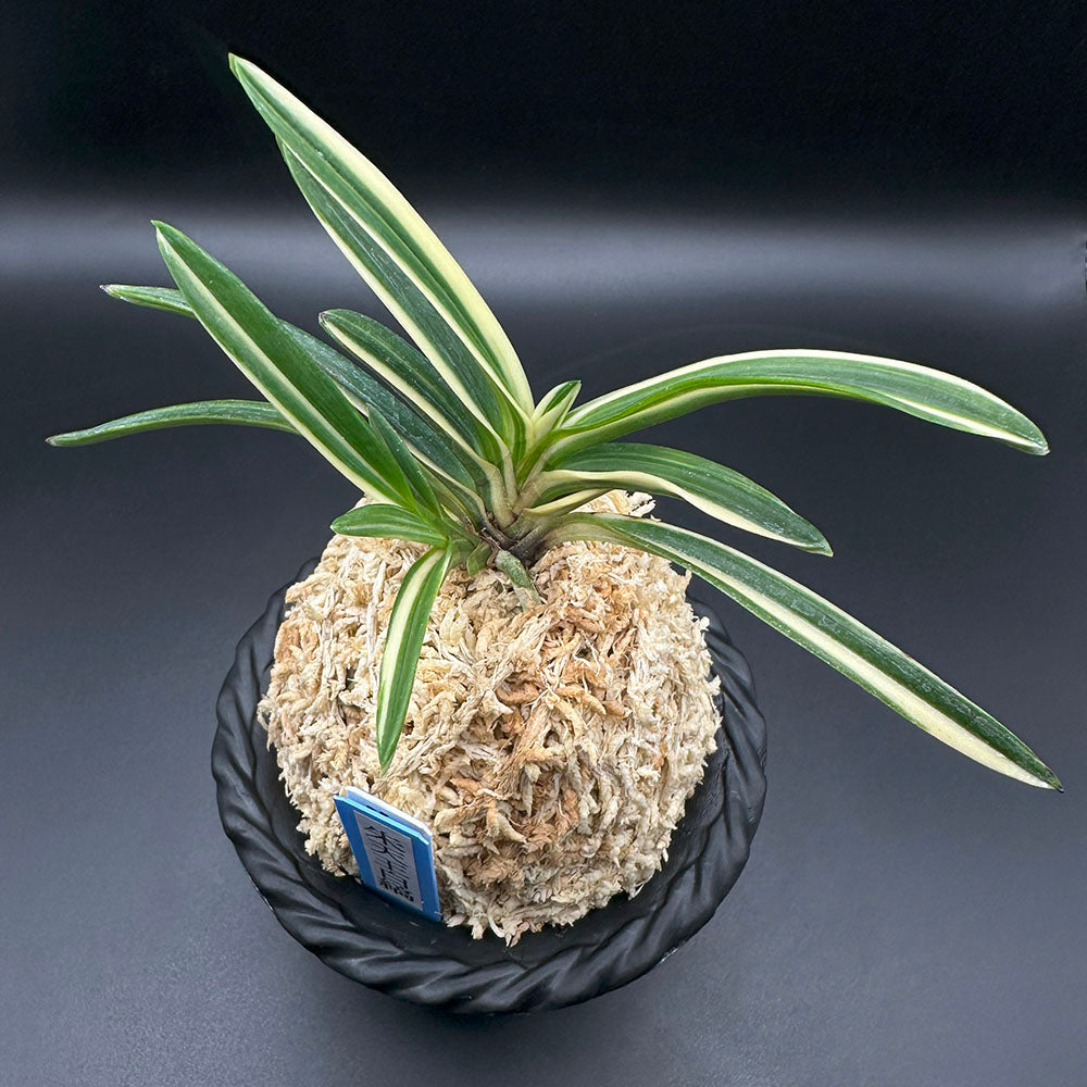 富貴蘭「紫織」（赤花の白黄縞種極上柄株立ち） 富貴蘭「紫織」（赤花