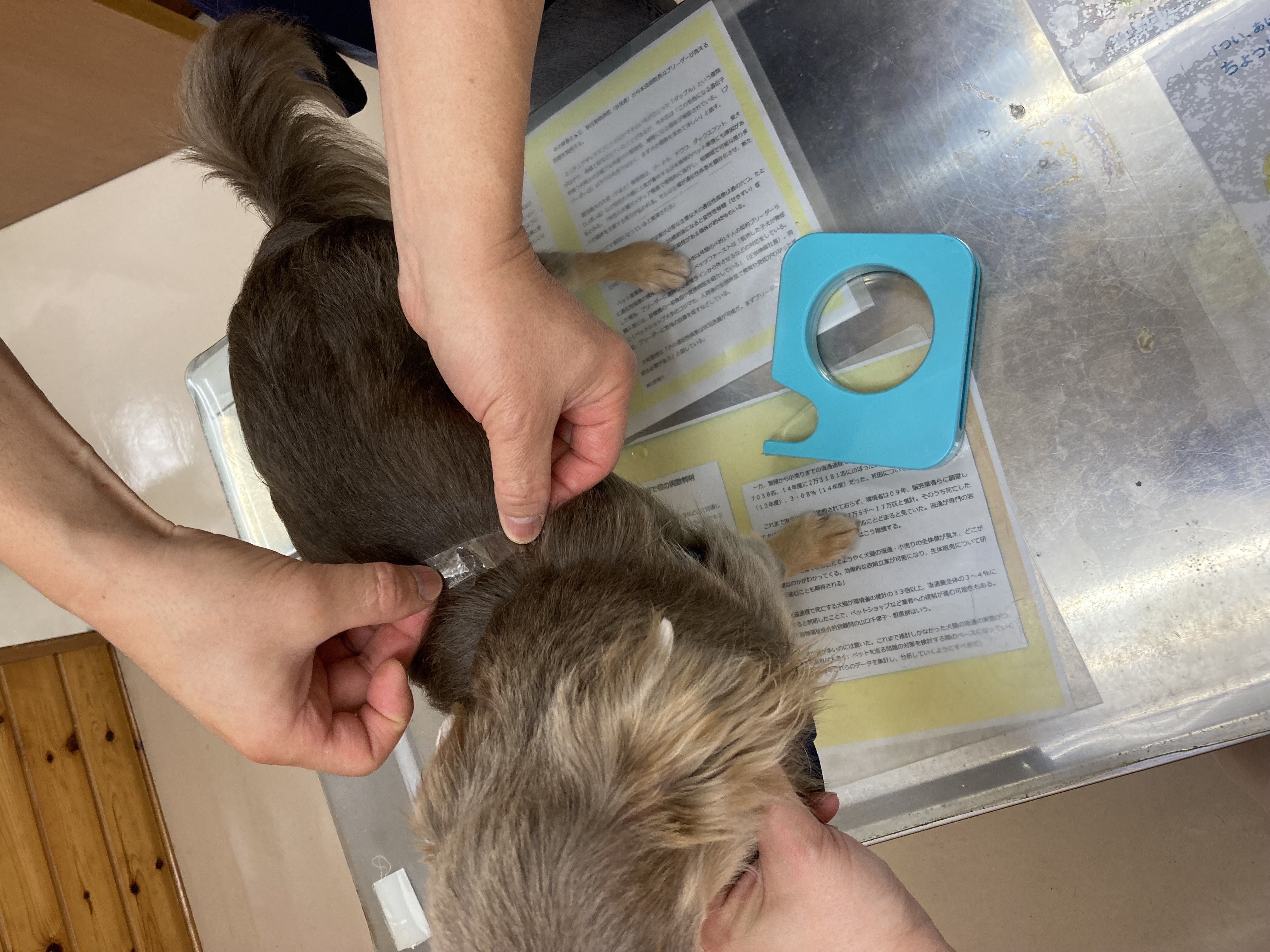 動物の皮膚病をどうやって治療するの？」検査編2｜獣医師が解説 | 皮膚