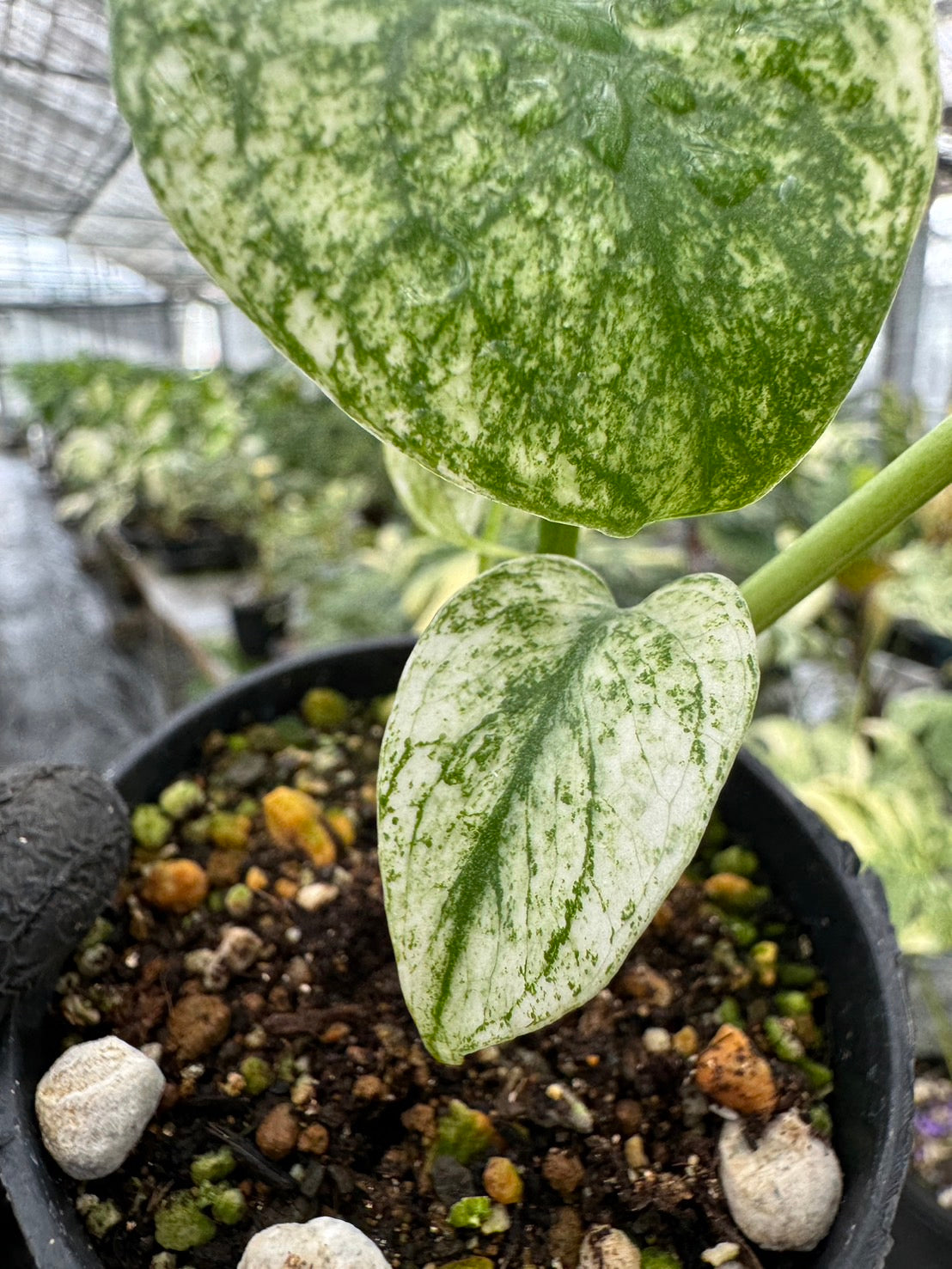 X3 モンステラ デリシオーサ ホワイトモンスター 天津蘭 【公式通販】