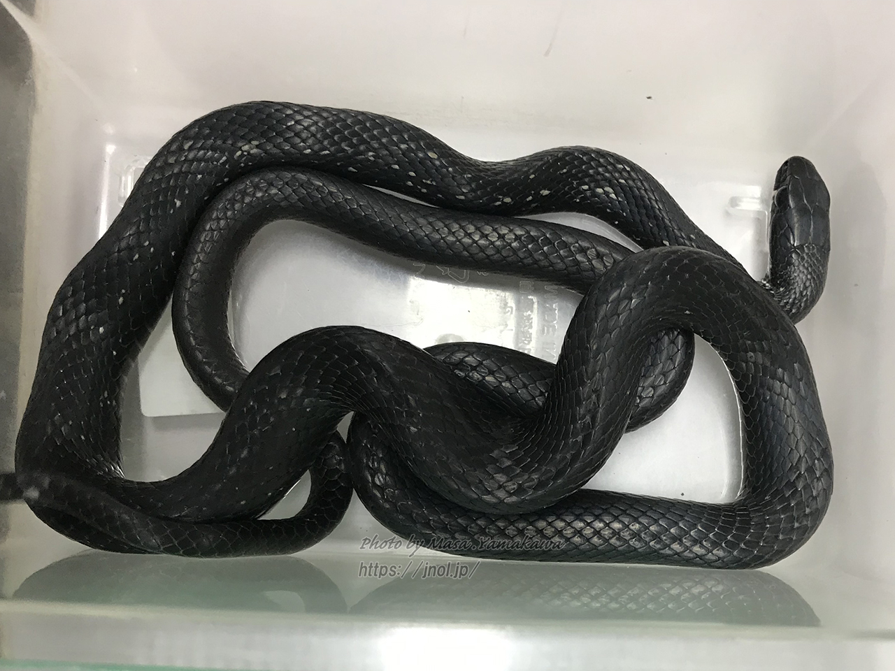 シマヘビ 幼体や黒化型（カラスヘビ）を写真つきで解説 | 山川自然研究所