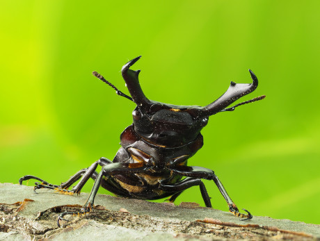 製品特長｜M.ZUIKO DIGITAL ED 30mm F3.5 Macro｜マクロレンズ｜交換