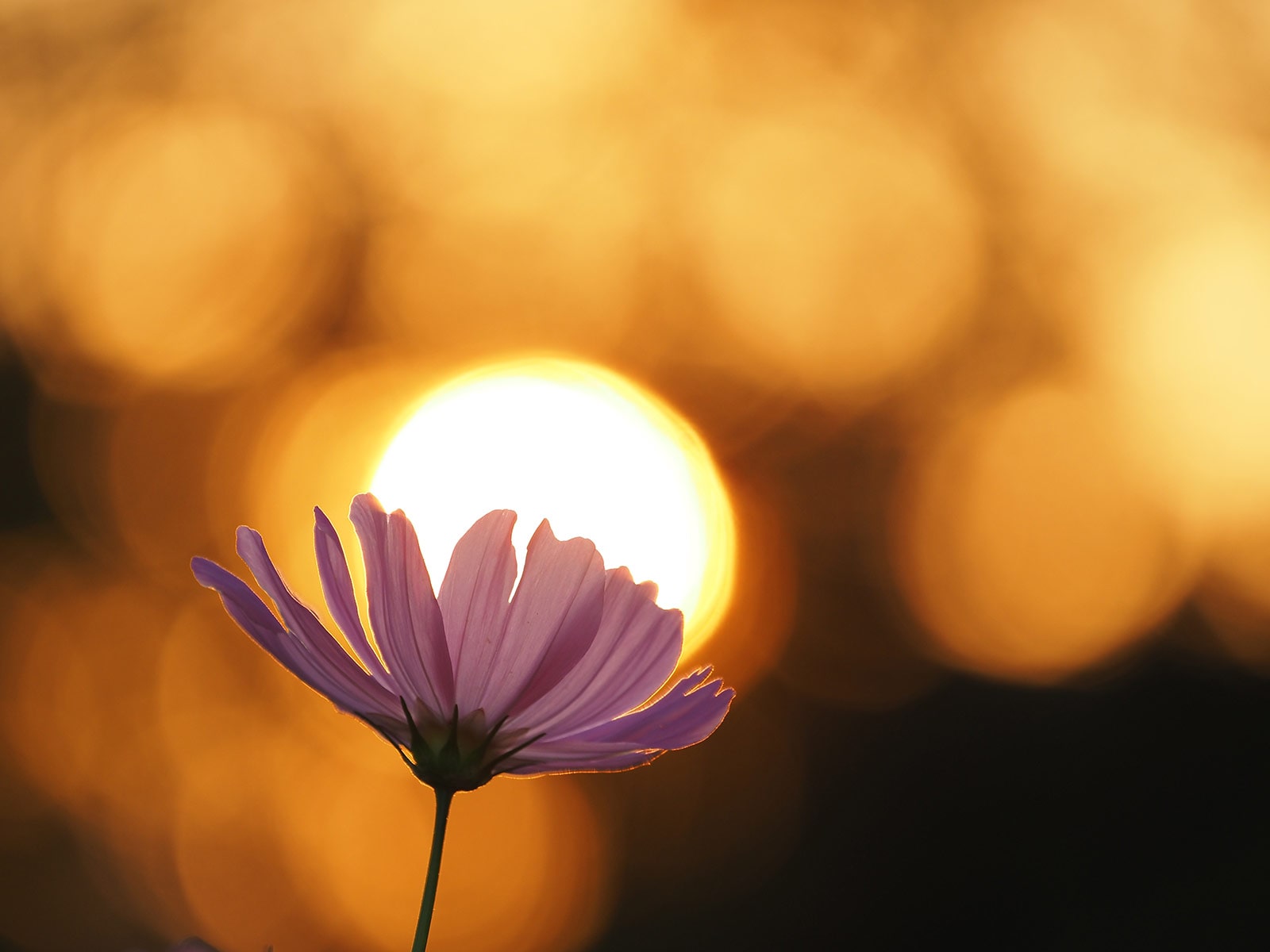 写真家 吉住 志穂 × M.ZUIKO DIGITAL ED 40-150mm F4.0 PRO ～美しい