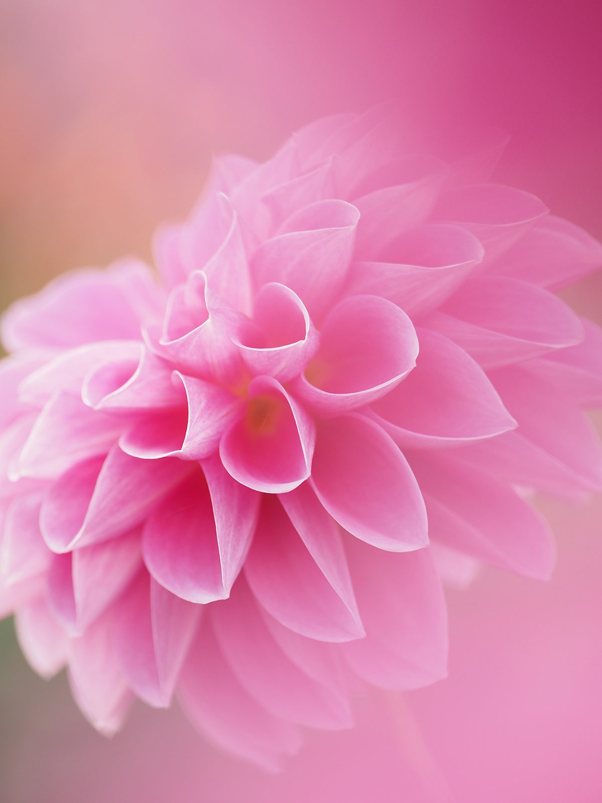 写真家 吉住 志穂 × M.ZUIKO DIGITAL ED 40-150mm F4.0 PRO ～美しい