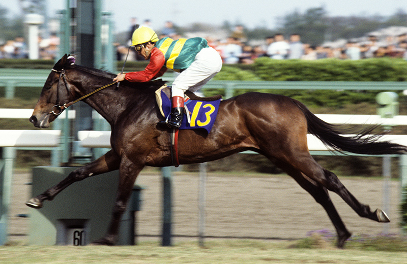 ミホシンザン｜名馬メモリアル｜競馬情報ならJRA-VAN