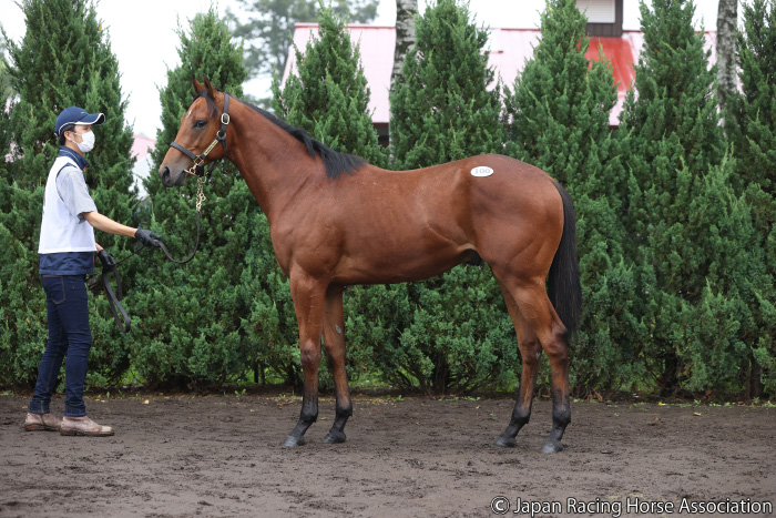 藤田晋氏インタビュー (1/2)｜セレクトセール2022特集｜競馬情報なら