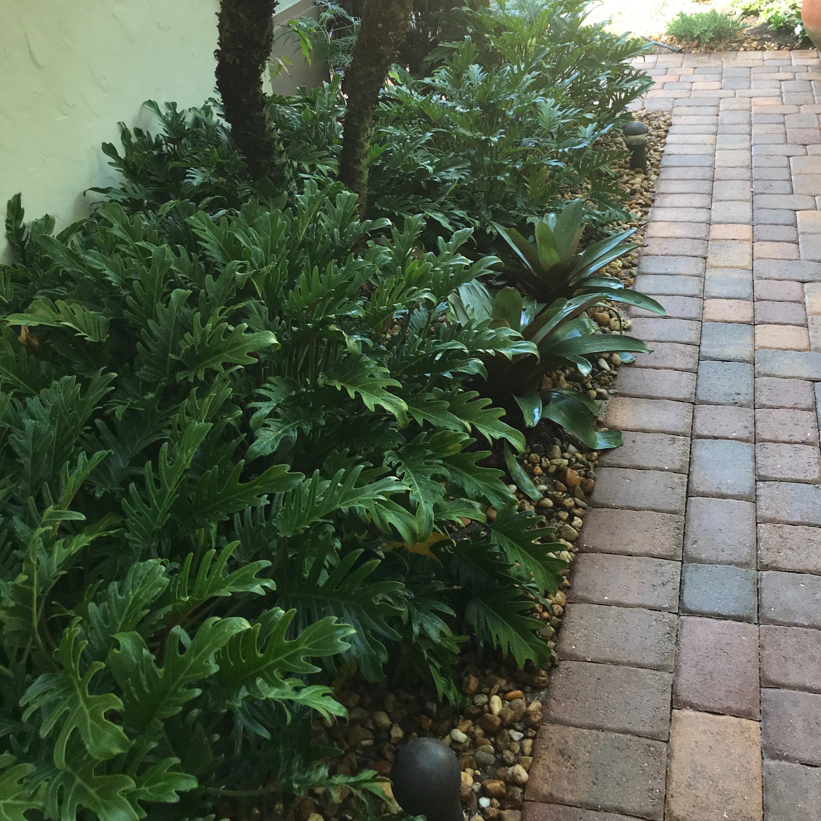 Xanadu – Jungle Plants