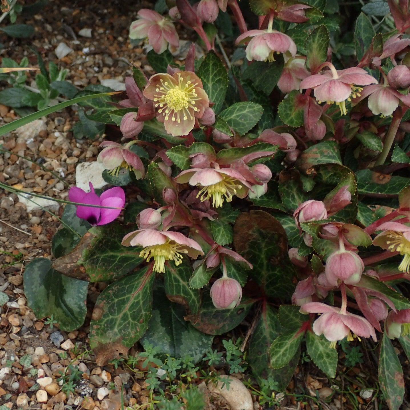 Helleborus x hybridus 'RD09' ~ FrostKiss™ Pippa's Purple Lenten
