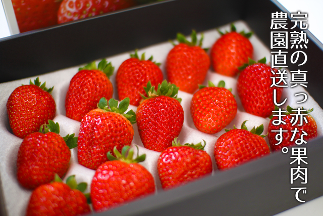 観音山特選いちご（まりひめ）和歌山県産(送料無料)