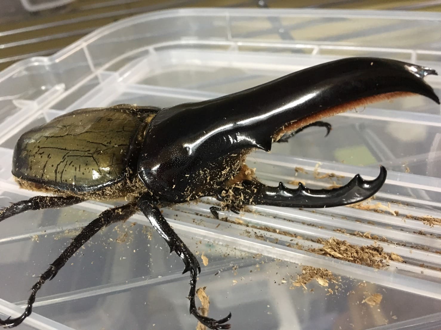 C68メテオ｜5系種親・血統紹介[ビーラボ ]｜ムシペディア