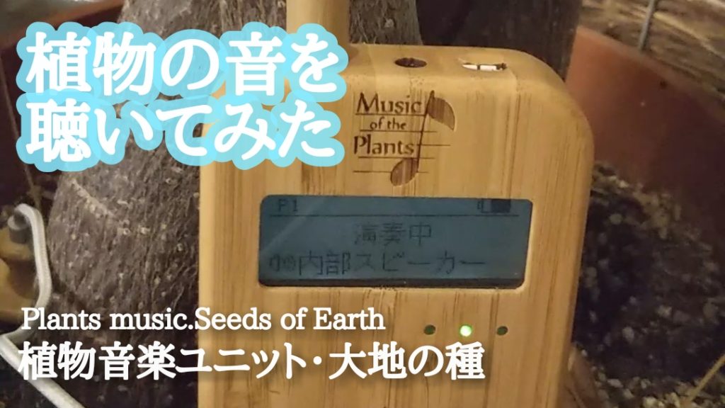 植物の音を聴いてみた│植物音楽デバイス・バンブー | Kackey OFFICIAL