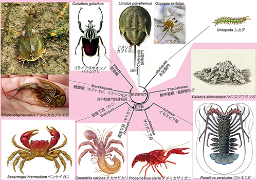 進化の目で見る生き物たち｜科学バー