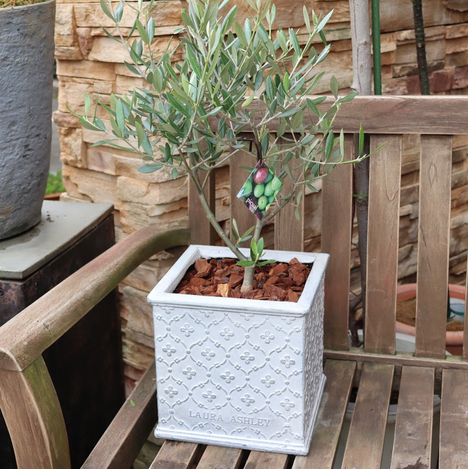 LAURA ASHLEY】鉢 アイボリー 約25cm【ガーデニング】 【公式通販】