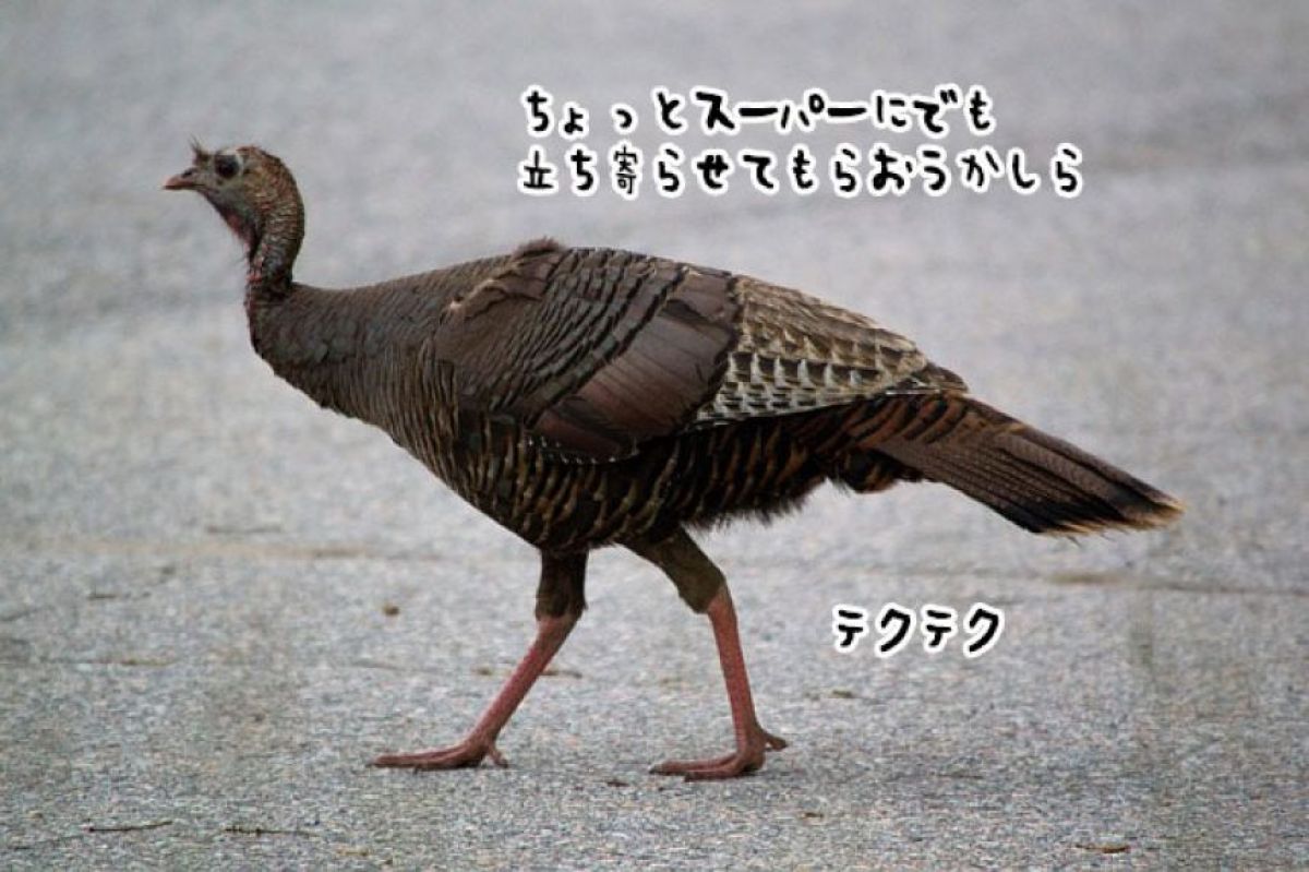 鹿と七面鳥に芽生えた尊い絆。常に寄り添いお互いをいたわるやさしい