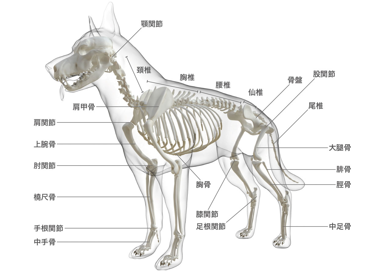 整形外科 | ふなばし動物医療センター | かつまペットクリニック