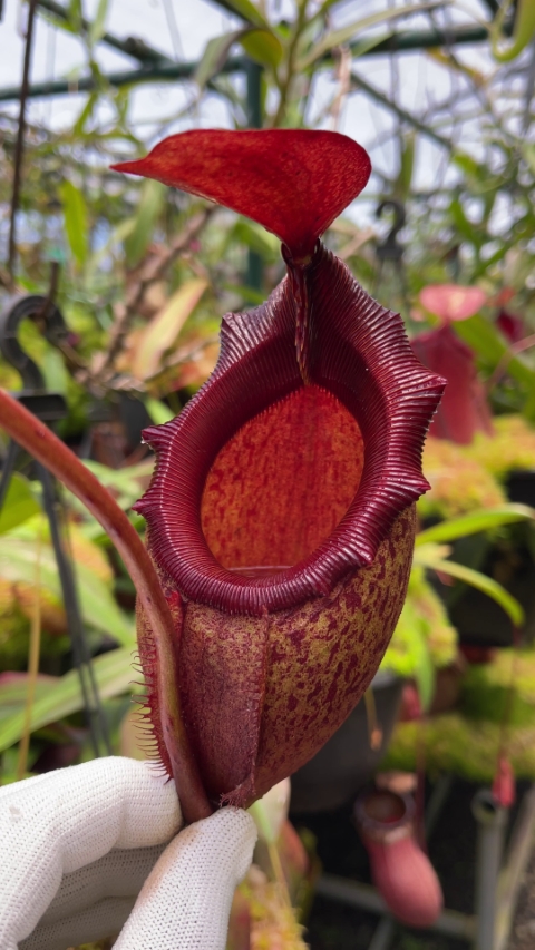 N. rajah x mira – assorted clones: BE-3518 LARGE - Kenny Coogan