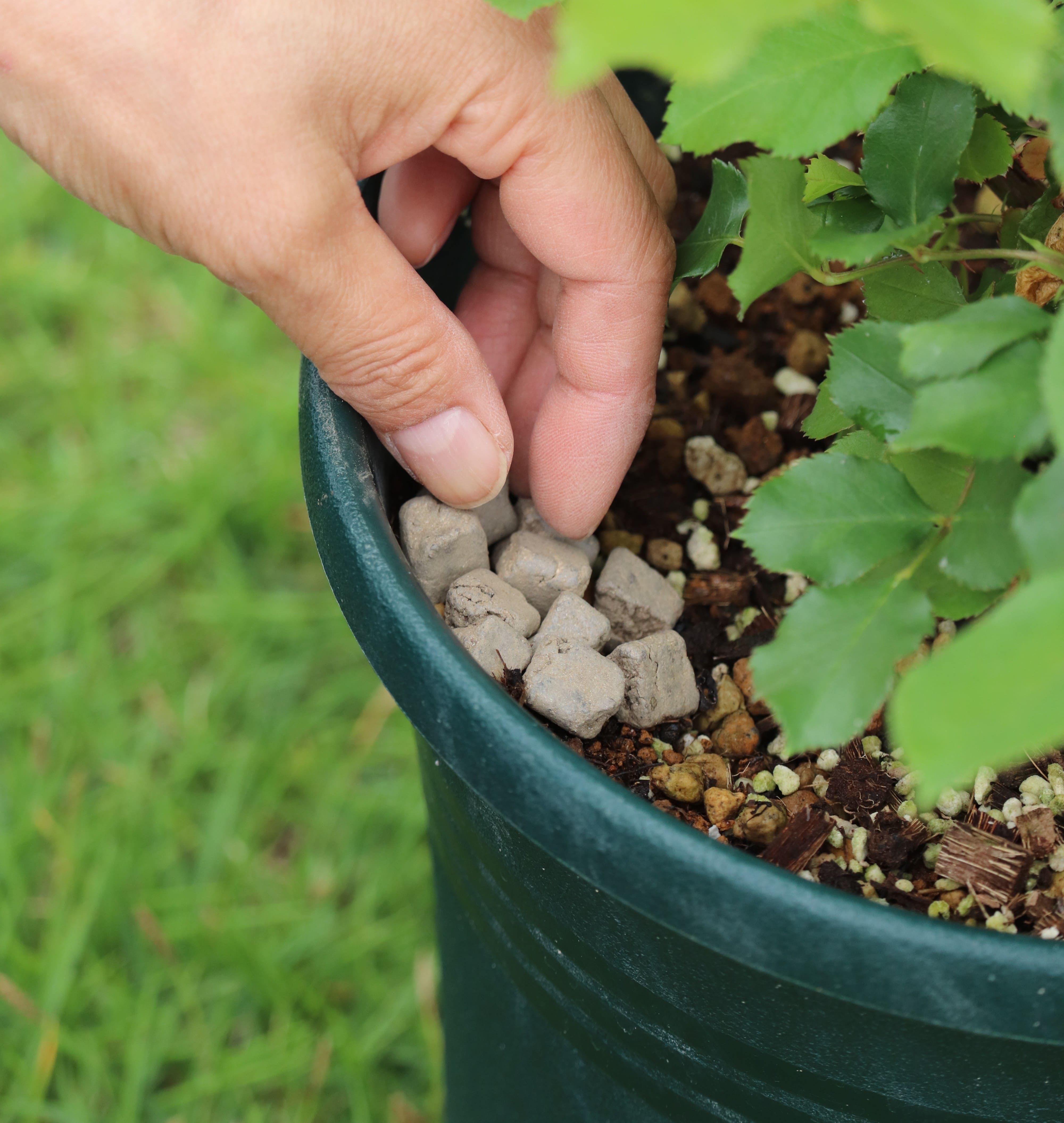 バラの初心者向け基本セット | バラと庭あそび京阪園芸公式オンライン