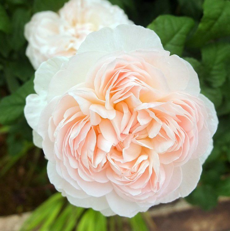 ローズアロマティークシリーズ ｜バラと庭あそび京阪園芸公式ショップ 通販