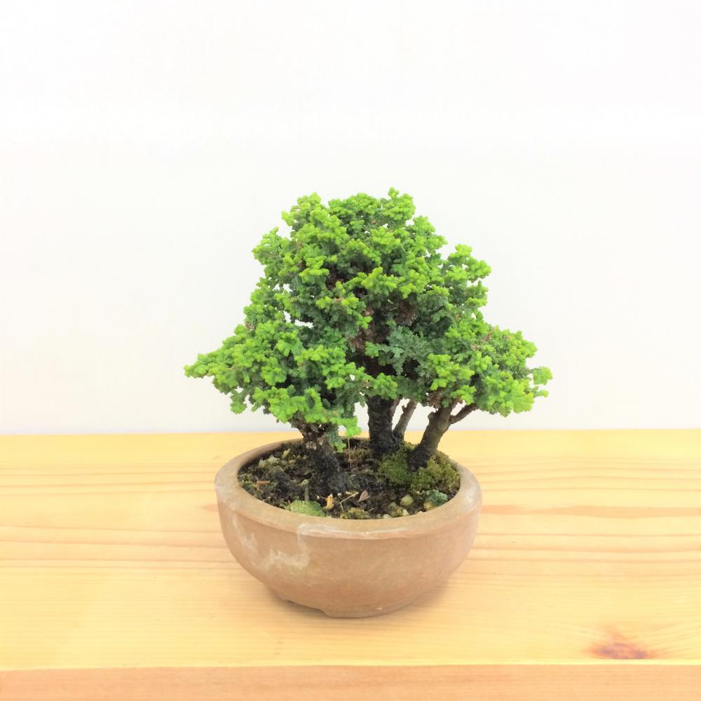 盆栽 石化桧/盆栽、多肉植物、塊根植物、観葉植物通販/KIDORI -キドリ-