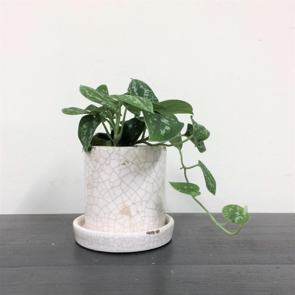 スキンダプサス・ピクタス/盆栽、多肉植物、塊根植物、観葉植物通販