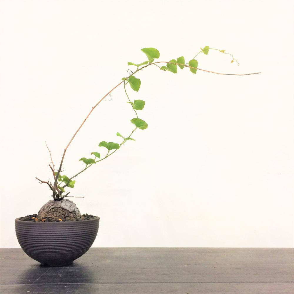 亀甲竜 -ディオスコレア-/盆栽、多肉植物、塊根植物、観葉植物通販