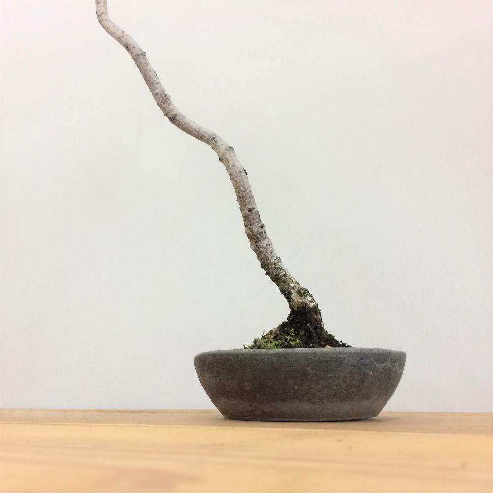 五葉松_文人木/盆栽、多肉植物、塊根植物、観葉植物通販/KIDORI -キドリ-