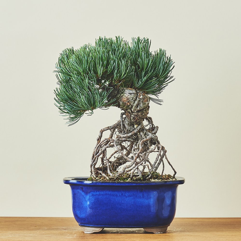 八房五葉松セット 10鉢 八房五葉松セット 10鉢 八房五葉松セット 10鉢